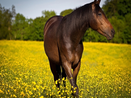 Superb brown horse - brown, horse, animals, rapeseed