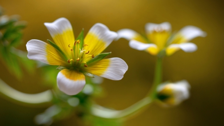 Beautiful Flowers - flowers, petals, nature, macro