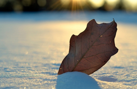 Sunshine - bokeh, winter, snow, winter time, nature, rays, leaf, sun, sky