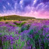 Lavender Field