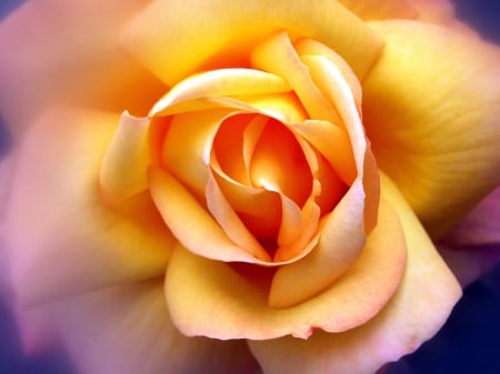 Beautiful Rose - lovely, flower, yellow, rose