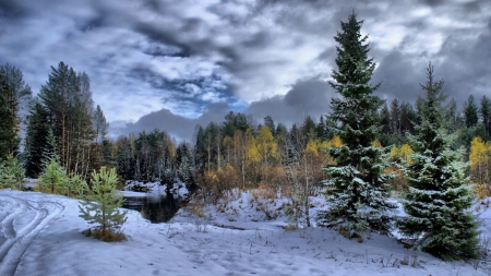 Winter in pine forest - landscape, pine, winter, wallpaper, mountains, wood, nature, fir, hd, forest, scene