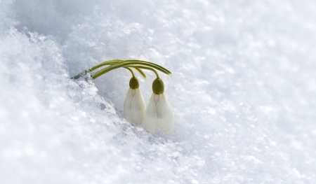 Snowdrops - winter, snowdrops, wallpaper, spring, hd, nature, softness, snow, flowers