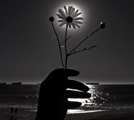 Moon Flower - flowers, moon, black, white, photography, beauty