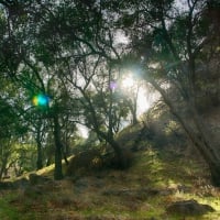 Sun Flare in Trees