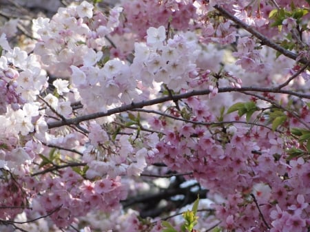 Cherry Blossoms - japan, pink, flowers, spring, blossom, sakura, tokyo, garden, cherry, japanese, park