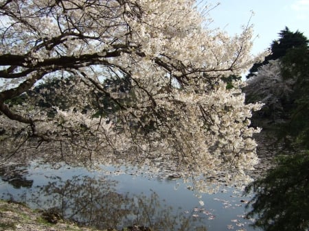 Shinjuku Gyoen - shinjuku, lake, park, japanese, cherry, spring, nature, sakura, japan, blossom, tree, garden