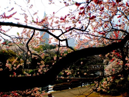 Shinjuku Gyoen - sakura, scenery, blossom, cherry, tokyo, spring, flowers, japan, nature, garden, shinjuku, park, japanese