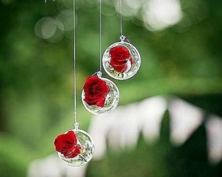 Hanging Rose - flowers, hang, red, roses