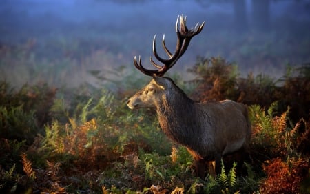 Deer - nature, emi, animal, deer, horns