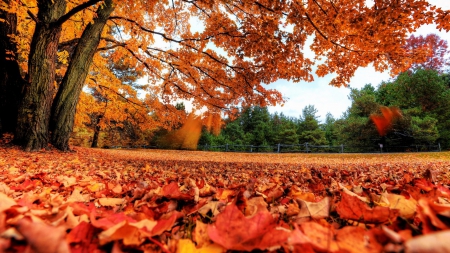 Tree in Autumn - colorful, tree, autumn, red