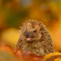 Hedgehog