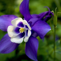 Purple Columbine