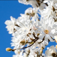 Magnolia in bloom