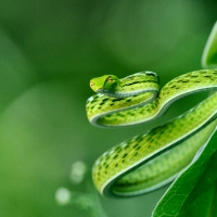 Exotic Snake 1