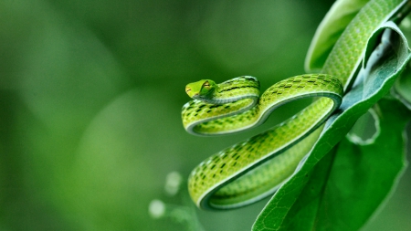 Exotic Snake 1 - animal, reptile, snake, photography, photo, wildlife, wide screen