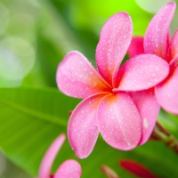 Plumeria Bokeh