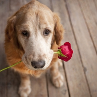 Loyal Friend ~ For Zipp