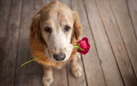 Loyal Friend ~ For Zipp - gift, dog, animal, rose, flower, friend