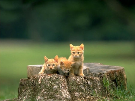 cute trio in the garden - cats, animals, cute, trio, kittens