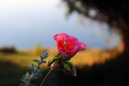 summer Flower - water, green, flower buds, pink