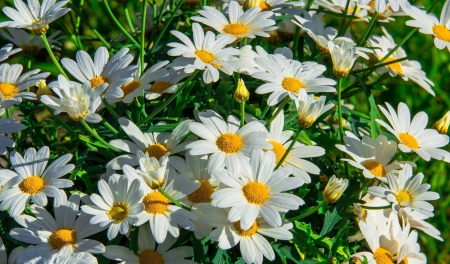 Beautiful Daisies - daisies, flowers, white, beautiful, bright