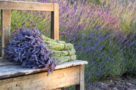 â™¥ - purple, abstract, flowers, lavender