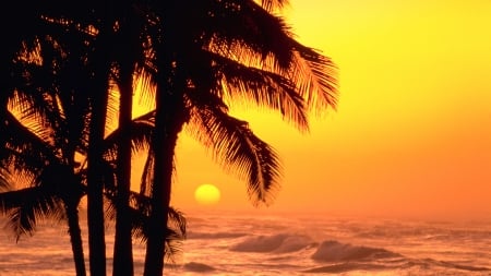 Sunset - sea - palm trees, sea, landscape, Sunset