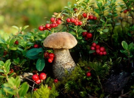 Forest beauty - mushrooms, beauty, freshness, greenery, meadow, berries, spring, forest, beautiful, leaves, grass