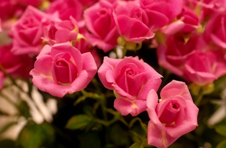 Pretty roses - roses, fragrance, bouquet, lovely, nature, pretty, beautiful, pink, scent, flowers