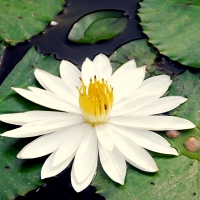 White Water Lily