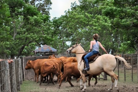 Head Em' Up Move Em' Out.. - style, girls, western, women, cows, roundup, models, ranch, cowgirls, horses, herd, fun, cattle, female, boots, fashion