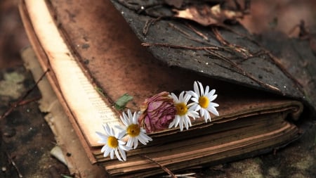 *Every end is a new beginning* - vintage, leaves, objects, daisies, book, old, rose, wilted