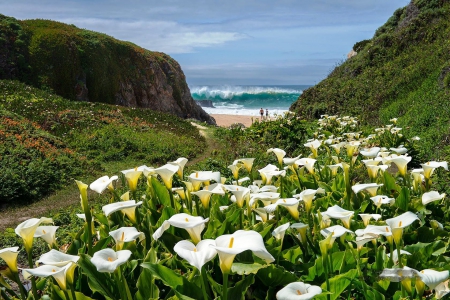 Lilies of the Beach-Big Sur, California - blossoms, people, clouds, flowers, beach, sea