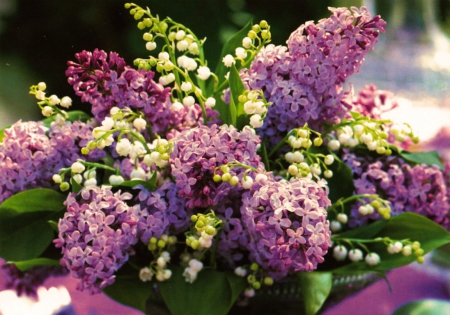 Lilacs in May - white, bouquet, flowers, blossoms