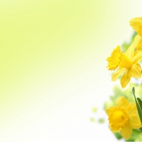 Daffodils by MaDonna