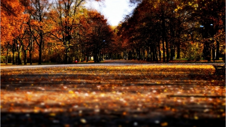 Autumn - trees, alley, leaves, autumn