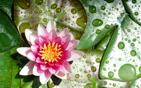 Water lily - nature, lily, pink, water drops, green, leaves