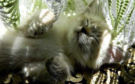 Sleeping kitten - cat, animals, sleeping, kitten