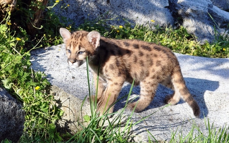 Leopard cub - cub, leopard, animal, cat, wild