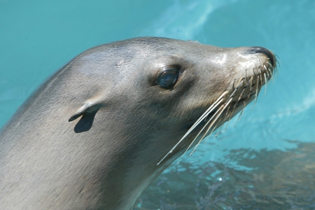 sea lion - head, sea, lion, seal