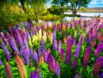 Spring Lupins