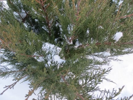 Shrubbery - covered, shrub, white, green, snow