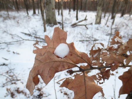 Snowy Leaves - white, brown, spot, leaves, woods, perspective, snow