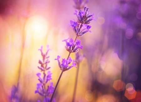 â™¥ - lavender, purple, nature, soft