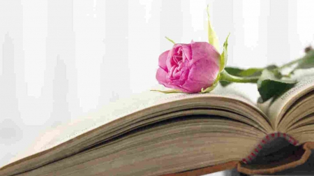 :) - flowers, book, pink, rose