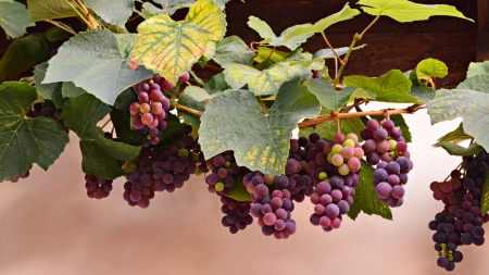 Grapes - leaves, grapes, vine, red