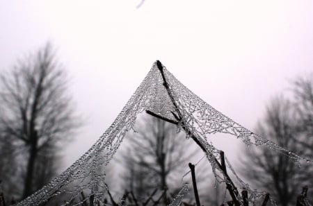 Morning dew-drops. - nature, fields, other, spring