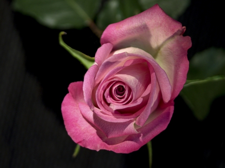 Rose - purple, lovely, rose, flower