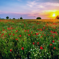 Poppy field at sunrise